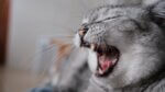 a gray cat yawning with its mouth wide open