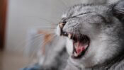 a gray cat yawning with its mouth wide open
