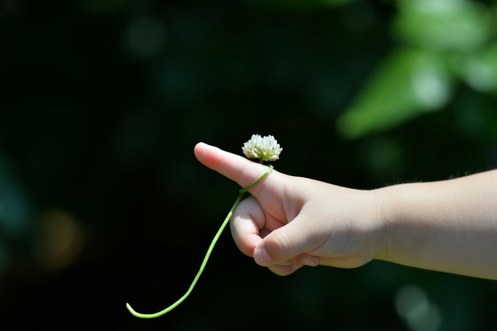 person holding white flower during daytime